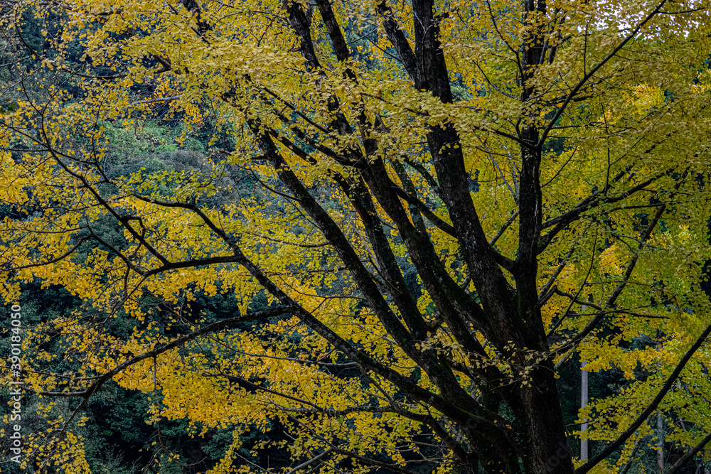 ginkgo trees in Japan ginkgo trees in Japan