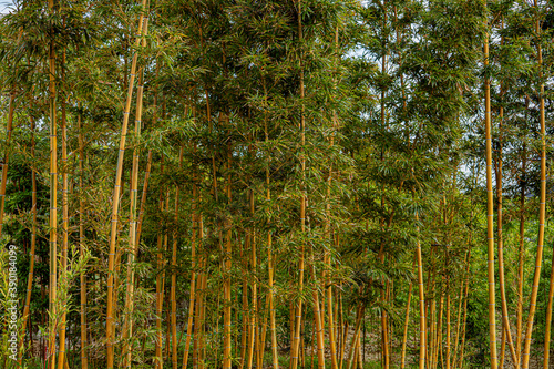  thin bamboo jungle in Japan 