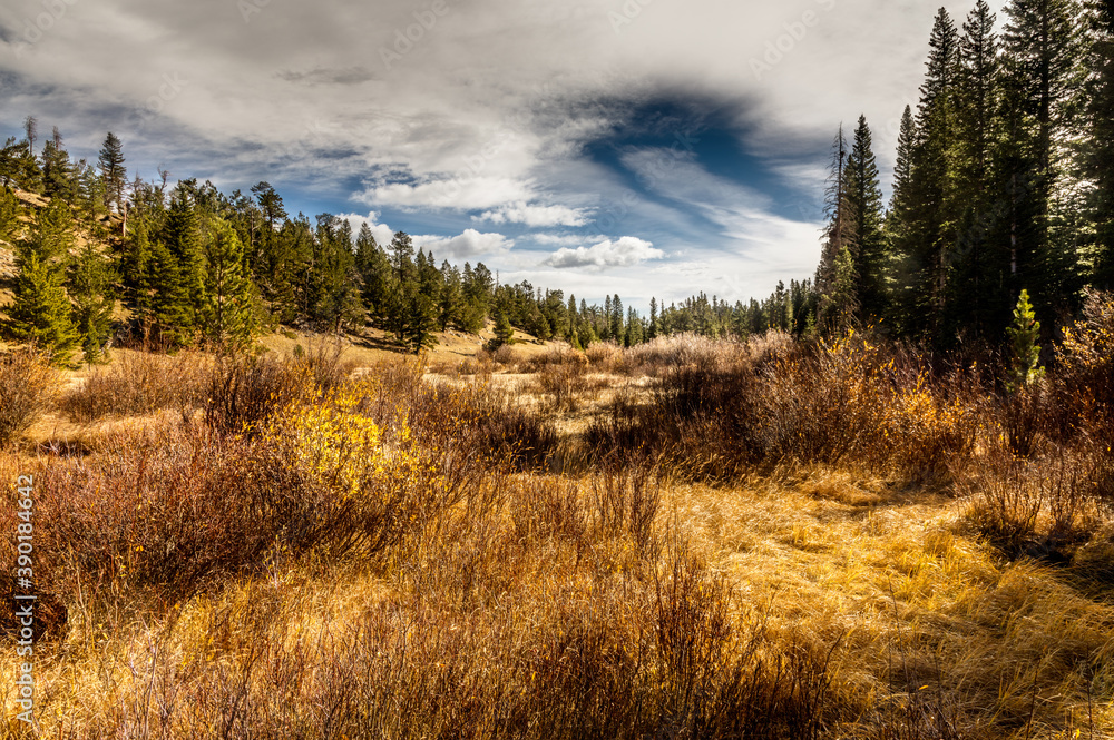 Golden fall meadow in the Rocky Mountain National Park, Colorado