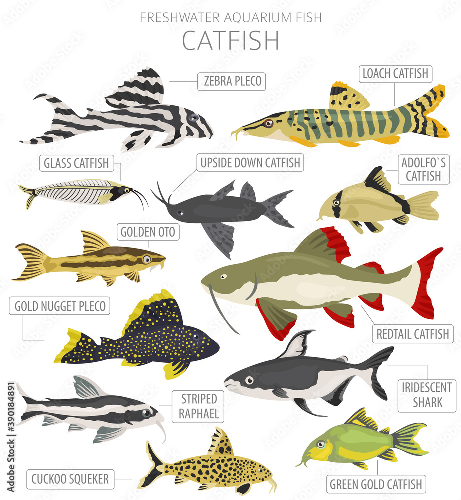 Catfish. Freshwater aquarium fish icon set flat style isolated on white  Stock Vector