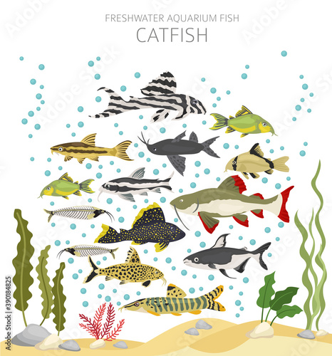 Catfish. Freshwater aquarium fish icon set flat style isolated on white