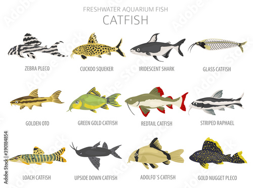 Catfish. Freshwater aquarium fish icon set flat style isolated on white