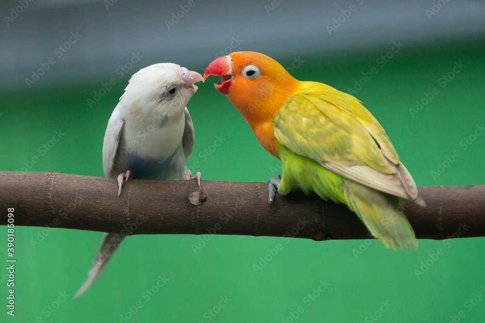 two parrots on a branch