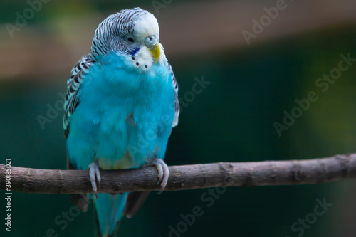 blue and green parrot