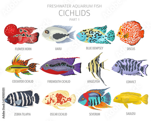 Cichlids fish. Freshwater aquarium fish icon set flat style isolated on white
