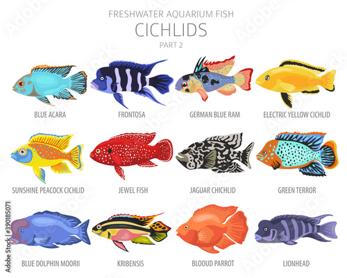 Cichlids fish. Freshwater aquarium fish icon set flat style isolated on white