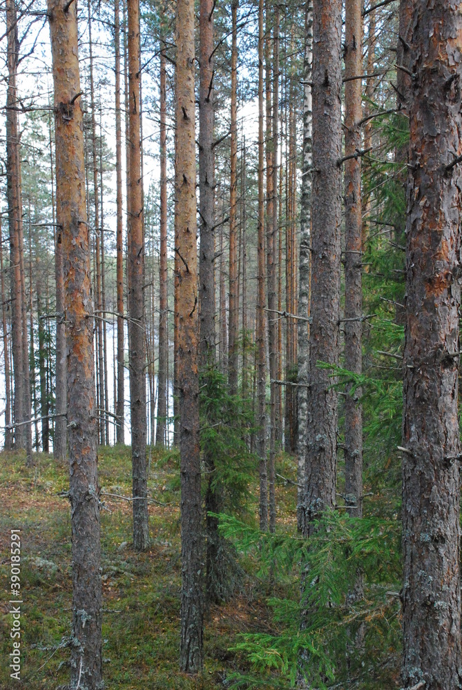 Obraz premium Small tree in a pine forest.