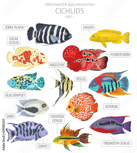 Cichlids fish. Freshwater aquarium fish icon set flat style isolated on white