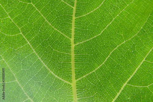 close up of a leaf, orange abstract