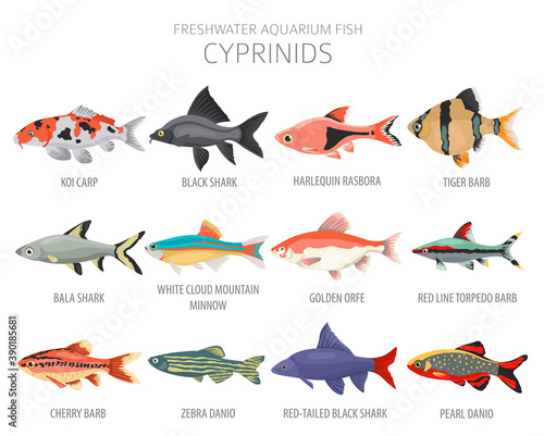 Cyprinids. Freshwater aquarium fish icon set flat style isolated on white
