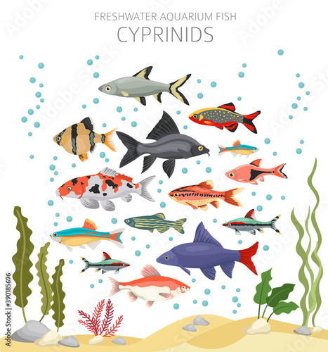 Cyprinids. Freshwater aquarium fish icon set flat style isolated on white