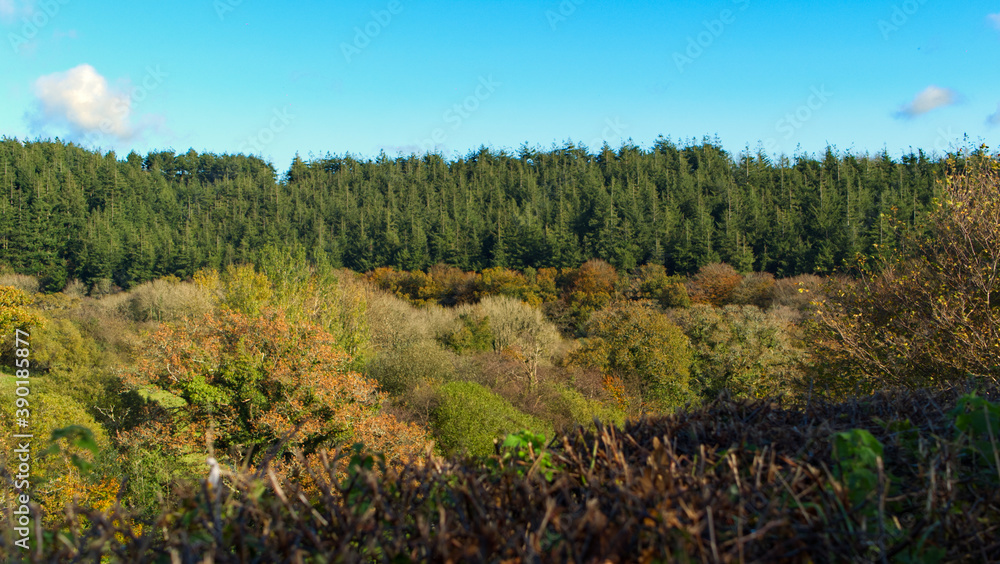 Autumnal view towards the forest on a sunny day