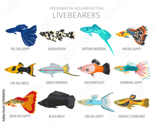 Livebearers fish. Freshwater aquarium fish icon set flat style isolated on white