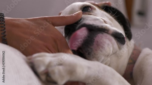 Cute Dog Shows Affection, Cuddles and Licks Hand, Close Up Static Shot