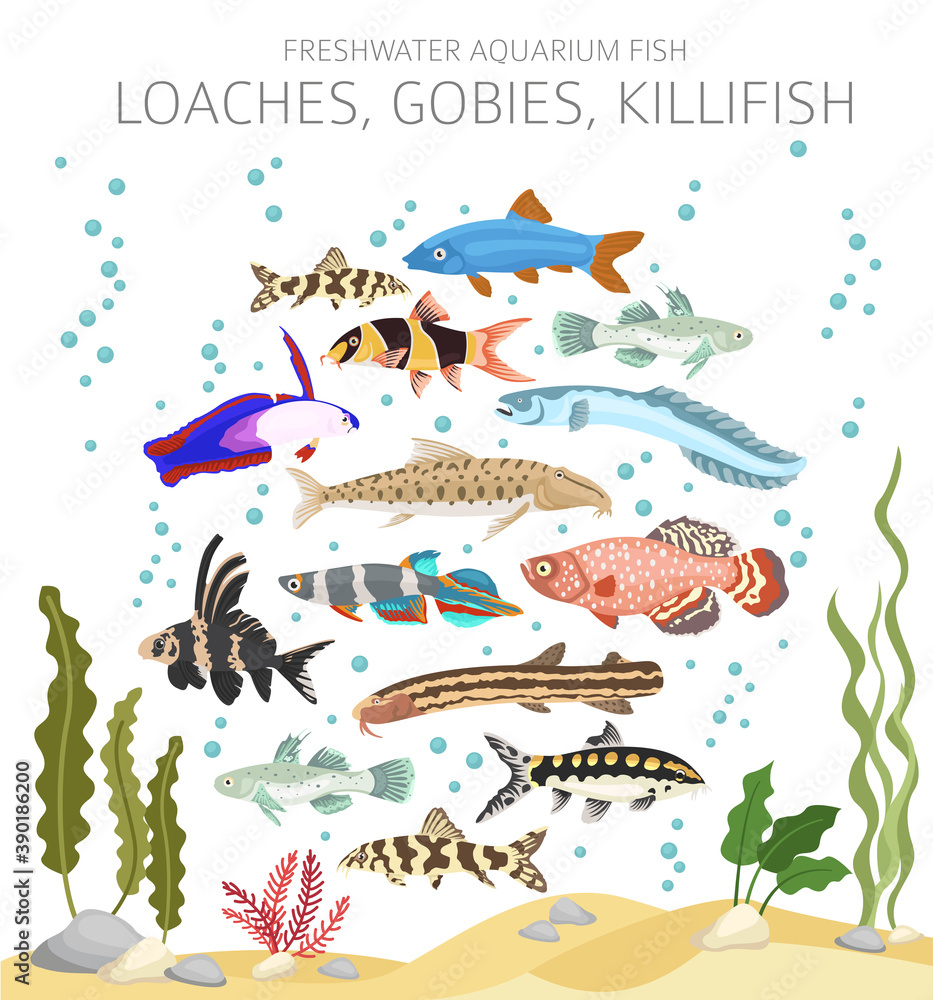 Naklejka premium Loaches, gobies, killfish. Freshwater aquarium fish icon set flat style isolated on white