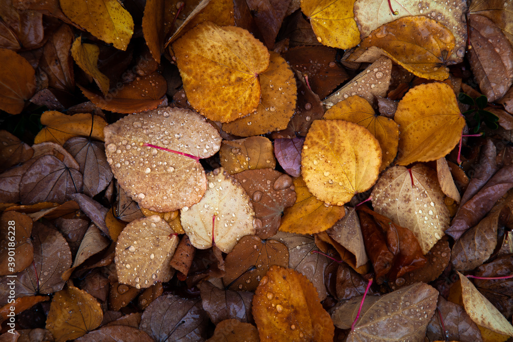 Brownish autumn leaves accumulate to form an abstract pattern Brownish autumn leaves accumulate to form an abstract pattern