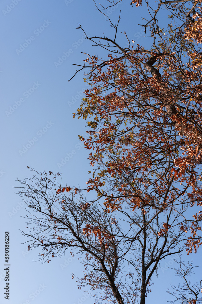 Obraz premium Yellow and orange dry autumn leaves, forest landscape in clear weather. The crown of trees with yellow leaves and dry branches rests up into the clear blue sky.