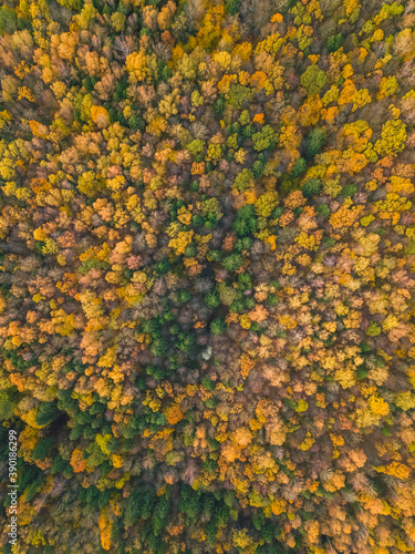 Autumn colors of the forest, photos from a drone. Beautiful autumn forest landscape, top view. Vertical photo.