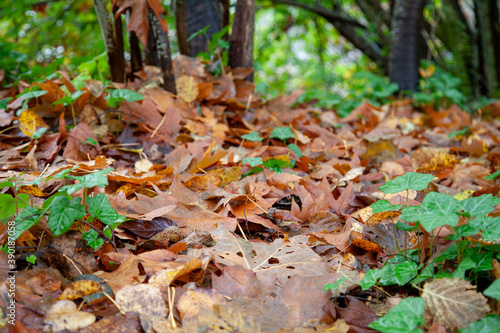 Autumn leaves piling up on ground in woodland