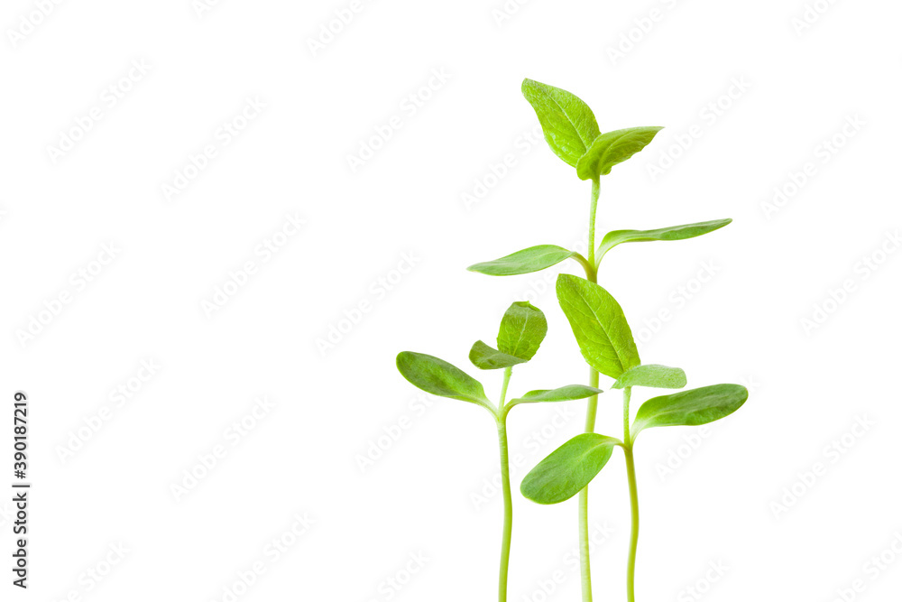 Fototapeta premium 新芽