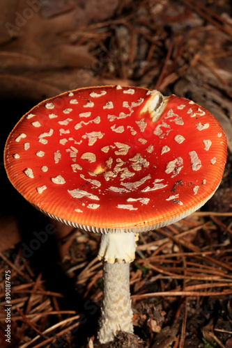 Fly agaric on a forest amanita muscaria amanitaceae family psychedelic trip high quality prints