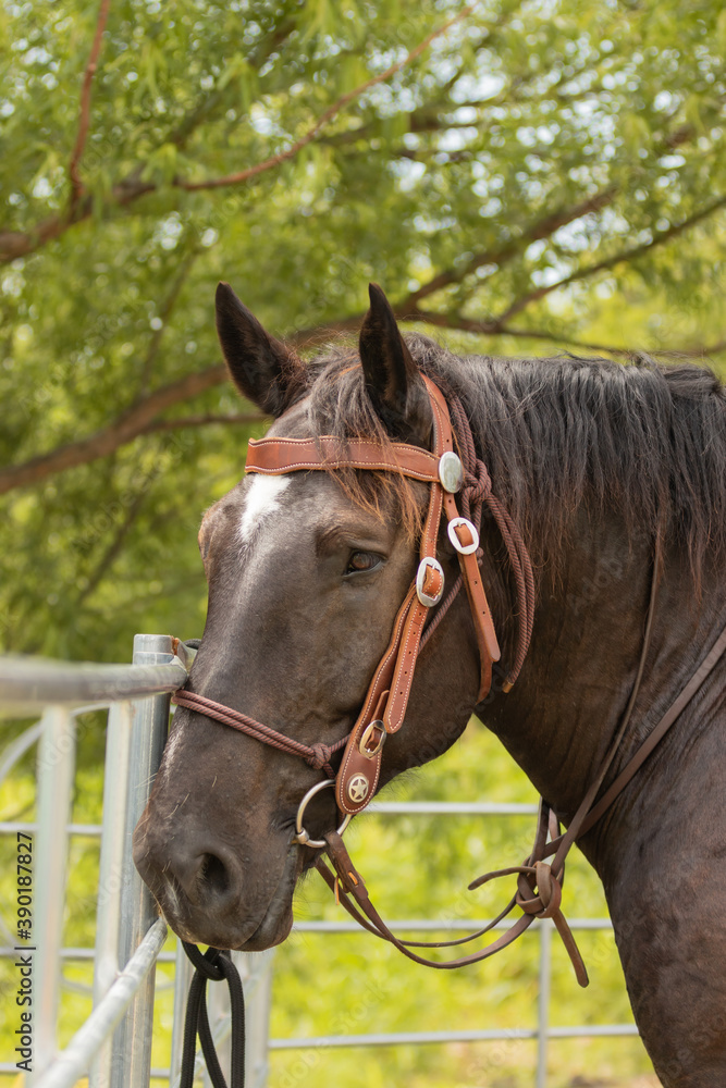 close up of a horse wearing a bridle 