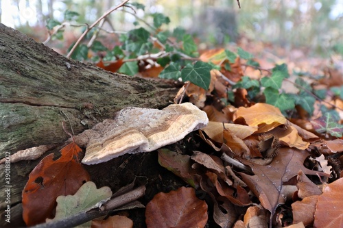 Unsere schönen Waldpilze