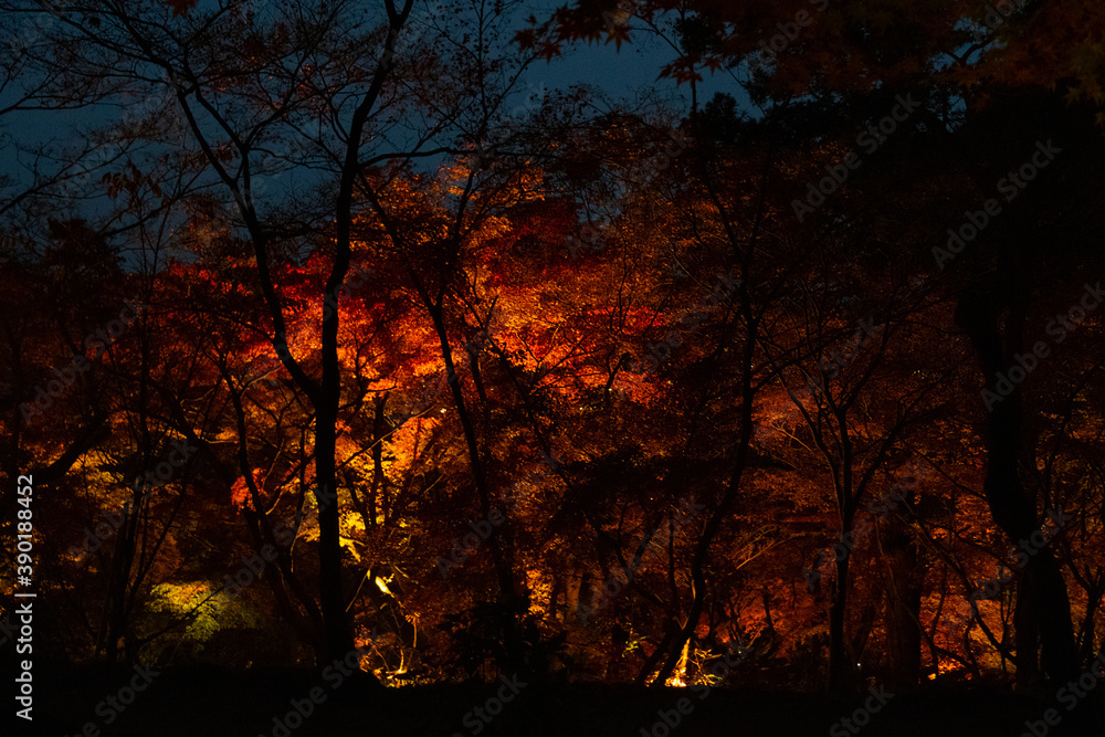 beautiful maple in the night scene beautiful maple in the night scene