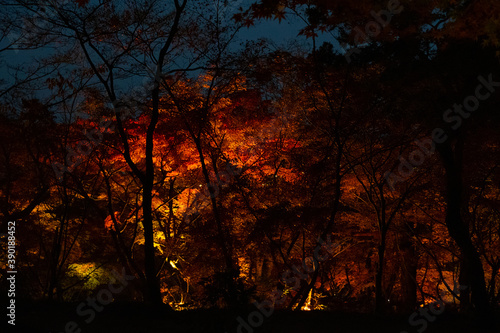 beautiful maple in the night scene 