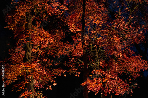 beautiful maple in the night scene 