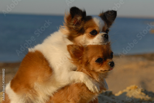 two funny chihuahua little beautiful dogs hugging on sand sunset beach friendship concept © ruslanshug