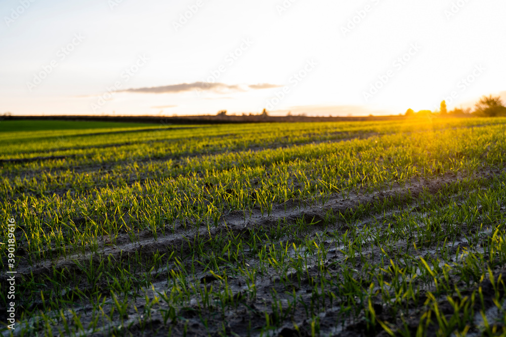 Landscape young wheat seedlings growing in a field. Green wheat growing in soil. Close up on sprouting rye agriculture on a field in sunset. Sprouts of rye. Wheat grows in chernozem planted in autumn. Landscape young wheat seedlings growing in a field. Green wheat growing in soil. Close up on sprouting rye agriculture on a field in sunset. Sprouts of rye. Wheat grows in chernozem planted in autumn.