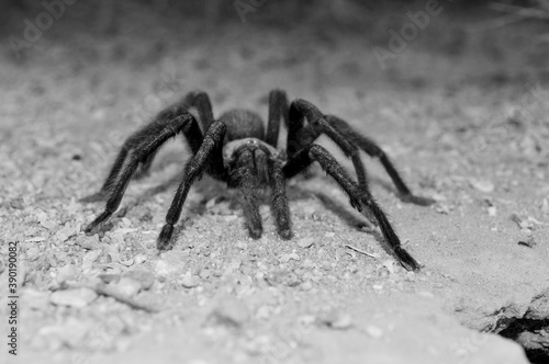  Tarantula