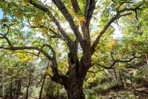 Las Guensas centennial oak  Sierra Norte de Guadalajara Natural Park  Cantalojas  Guadalajara  Spain