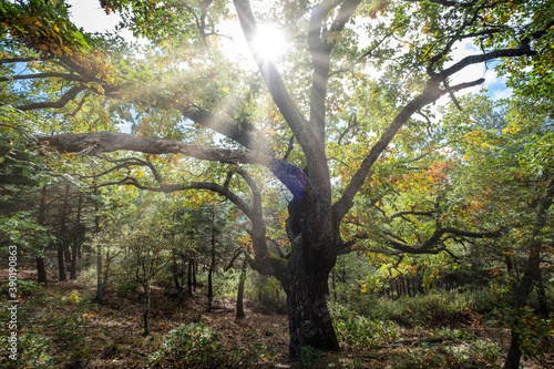 Las Guensas centennial oak, Sierra Norte de Guadalajara Natural Park, Cantalojas, Guadalajara, Spain