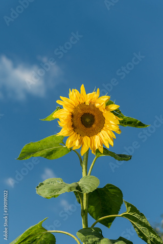 Bright sunny and very tall sunflower against a background of blue sky