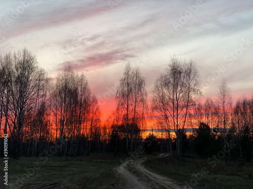 sunset in the forest