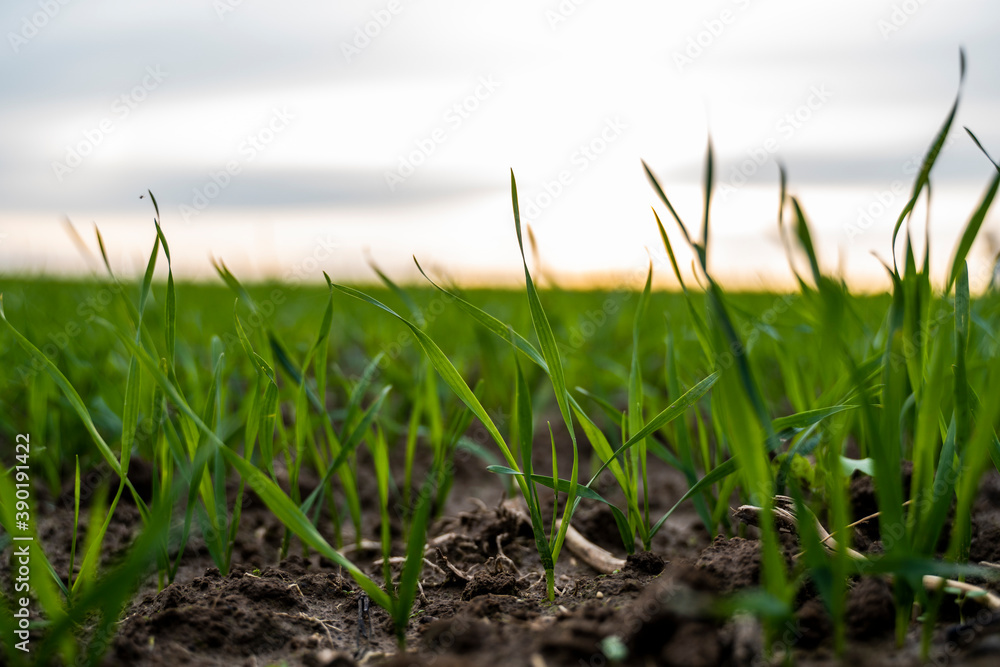 Close up young green wheat seedlings growing in a soil on a field in a sunset. Close up on sprouting rye agriculture on a field in sunset. Sprouts of rye. Wheat grows in chernozem planted in autumn. Close up young green wheat seedlings growing in a soil on a field in a sunset. Close up on sprouting rye agriculture on a field in sunset. Sprouts of rye. Wheat grows in chernozem planted in autumn.