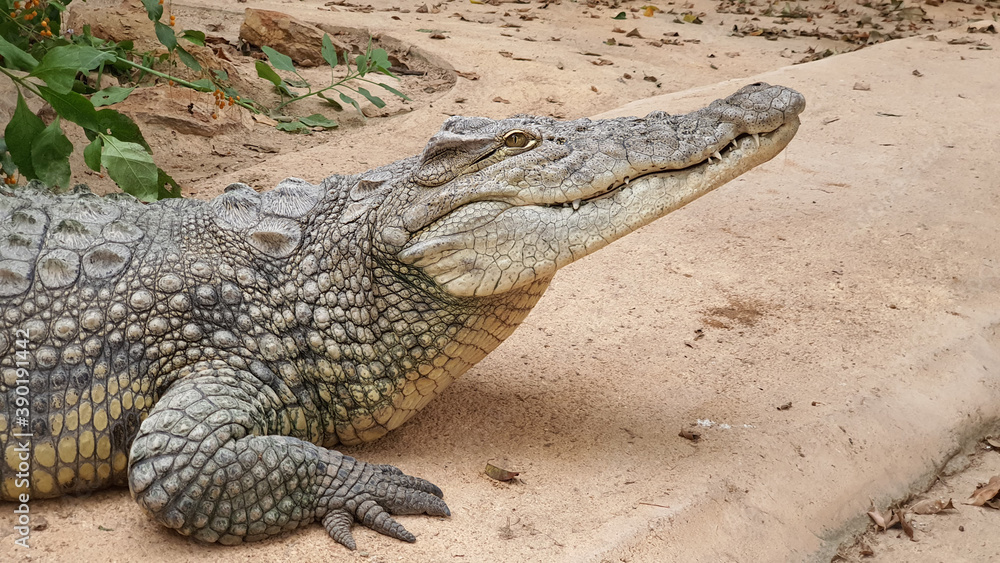 crocodile reptile alligator zoo croc crocodile reptile alligator zoo croc