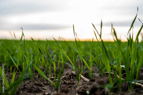 Close up young green wheat seedlings growing in a soil on a field in a sunset. Close up on sprouting rye agriculture on a field in sunset. Sprouts of rye. Wheat grows in chernozem planted in autumn.