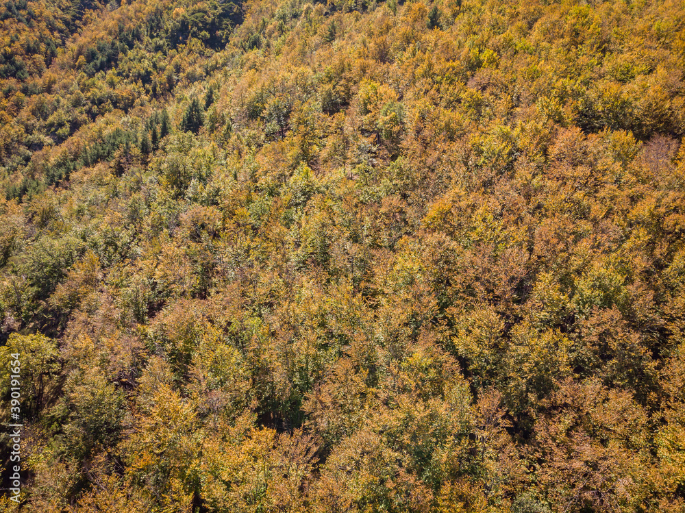 Fototapeta premium beech of Tejera Negra, Sierra Norte de Guadalajara Natural Park, Cantalojas, Guadalajara, Spain