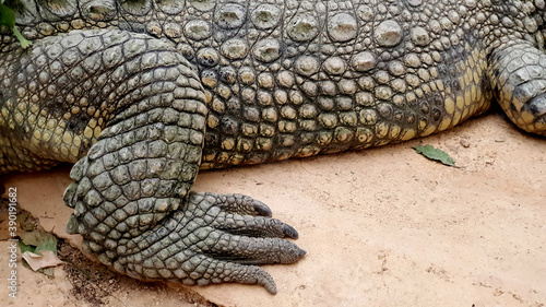 crocodile reptile alligator zoo croc