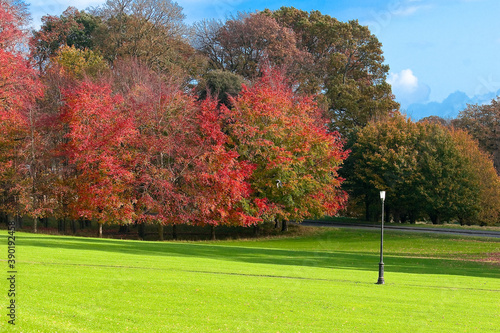 Photography autumn trees in the phoenix park in Dublin