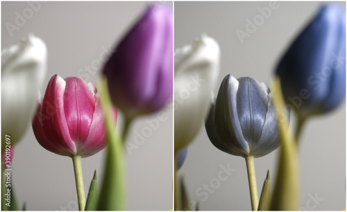 Dog's view, animal dichromacy, dichromats