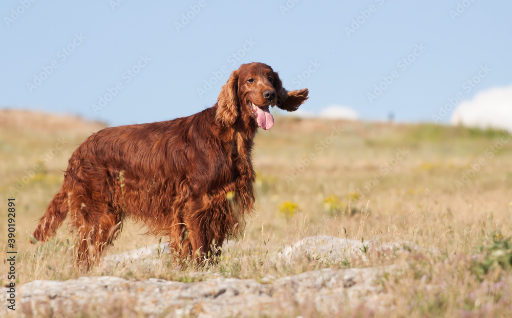 Happy irish setter pet dog smiling in the grass and listening ears
