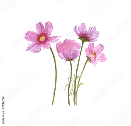 Cosmea, fiori isolati su sfondo bianco