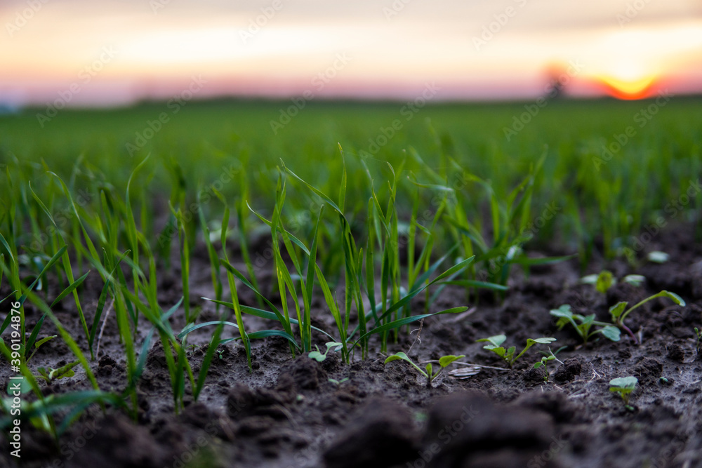 Close up young green wheat seedlings growing in a soil on a field in a sunset. Close up on sprouting rye agriculture on a field in sunset. Sprouts of rye. Wheat grows in chernozem planted in autumn.