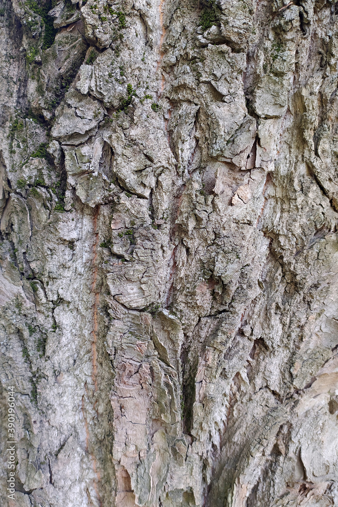 Old gray cracked wood bark texture. Tree trunk. Old gray cracked wood bark texture. Tree trunk.