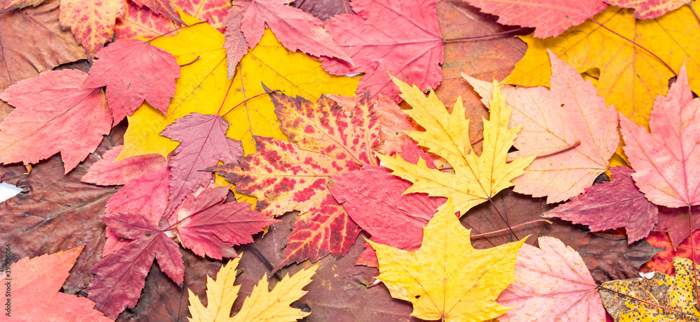 Banner of multi-colored maple leaves as a symbol of autumn