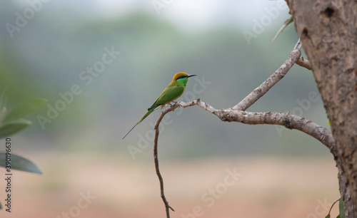 Green bee-eater on a tree branch